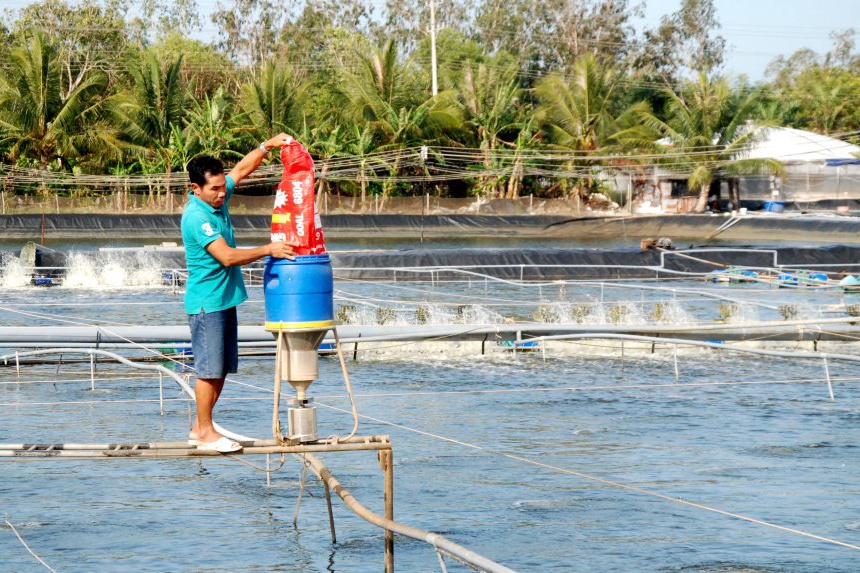 Quy hoạch nuôi tôm siêu thâm canh tập trung ở Cà Mau