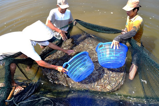 Khuyến khích nuôi tôm theo hướng VietGAP