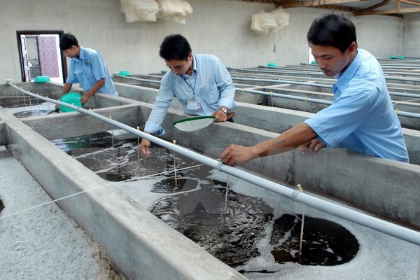Ninh Thuận: Ước lượng cung cấp 30 tỷ con giống tôm/năm