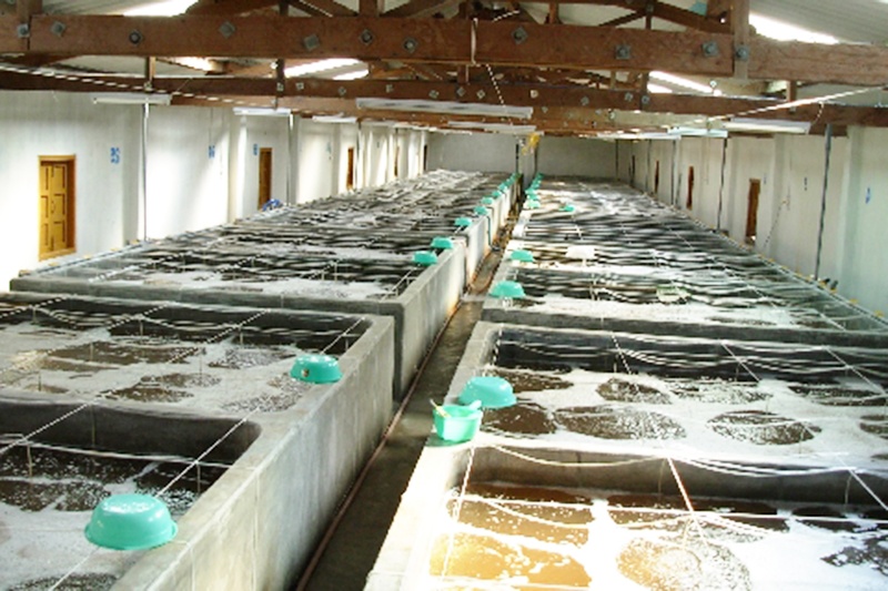 Quy định về giống trong luật thủy sản 2017