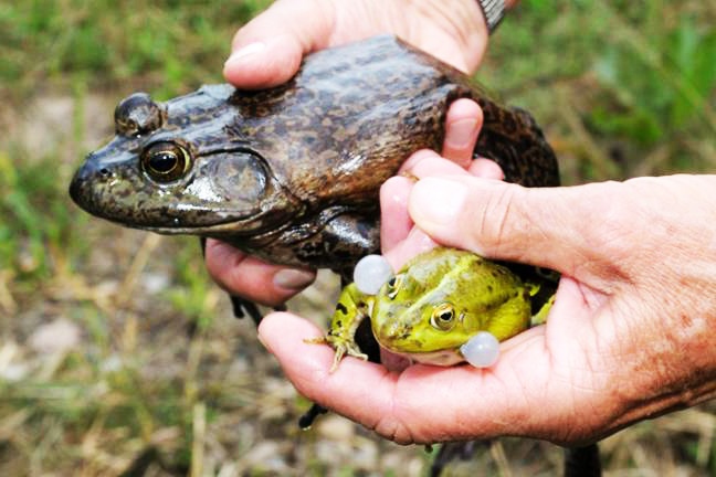 Nguyên liệu mới giúp tăng chất lượng cơ thịt ếch
