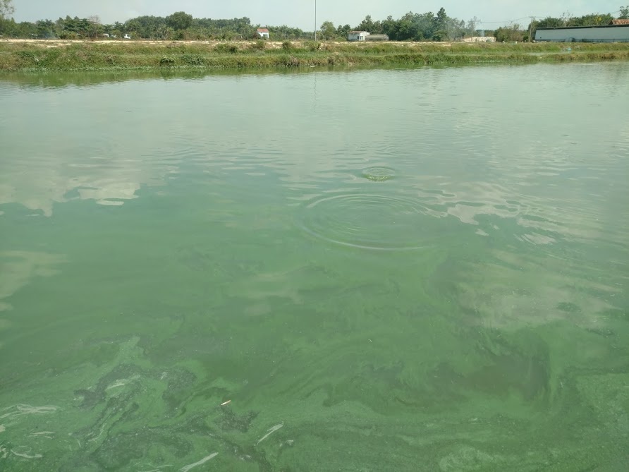 Các biện pháp kiểm soát tảo lam và độc tố tảo trong ao nuôi