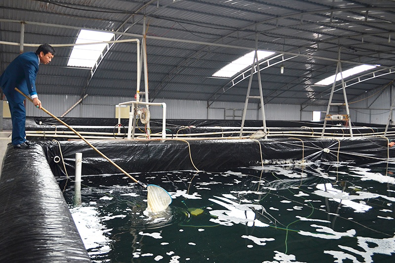 Thả gần 2,3 triệu tôm, cá giống để tái tạo nguồn lợi thủy sản