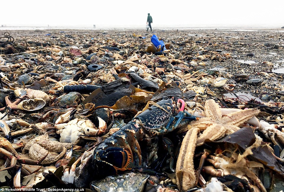 Thảm họa kết hợp thủy sản chết như ngả rạ