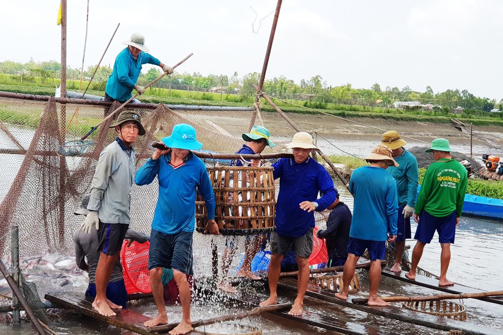 Tận dụng cơ hội cá tra