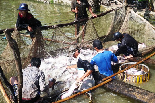Nước nào đang nhập khẩu thủy sản nhiều nhất từ Việt Nam?