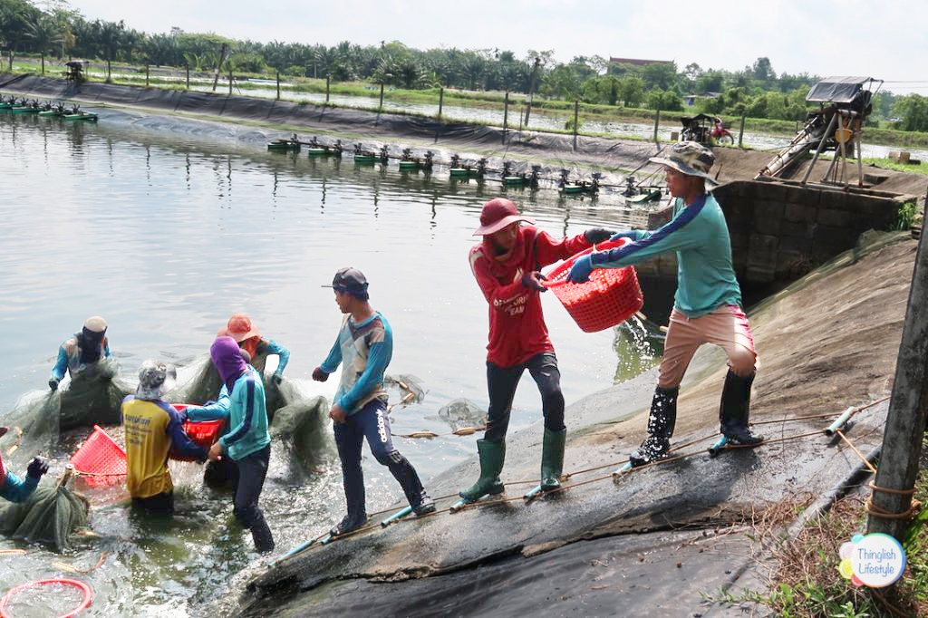 Trường tôm toàn cầu có đang đứng trước khả năng dư nguồn cung?