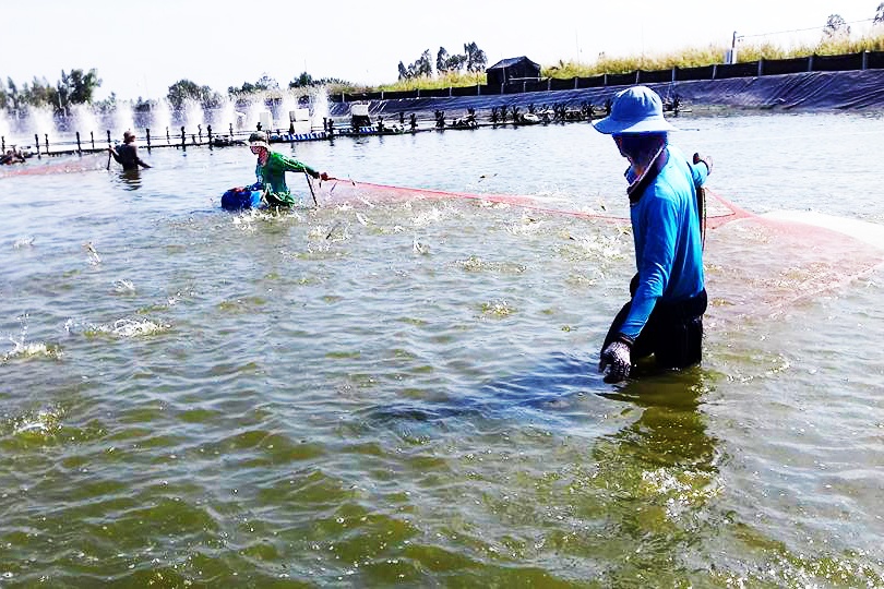 Thủy sản Việt nguy cơ mất thị trường Mỹ