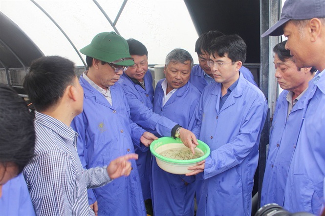 Quảng Trị: Mở rộng sản xuất tôm giống trong nhà kính