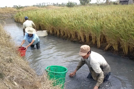 Xây dựng thương hiệu lúa sạch trên đất tôm lúa