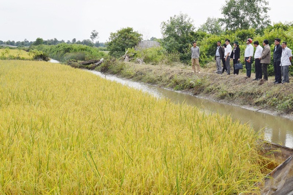 Trồng lúa đỏ ở Đồng chó ngáp