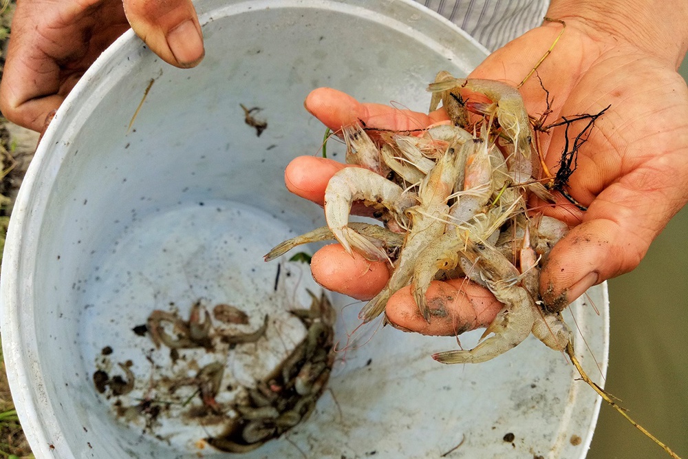 Tôm vùng triều Tam Tiến chết hàng loạt