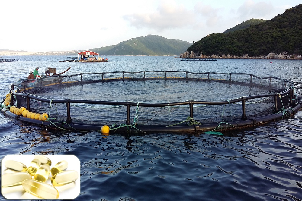 Tối ưu cho cá biển nuôi bằng việc bổ sung DHA hợp lý