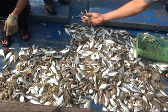 Không có độc tố trong cá chết dạt vào bờ biển Quảng Trị