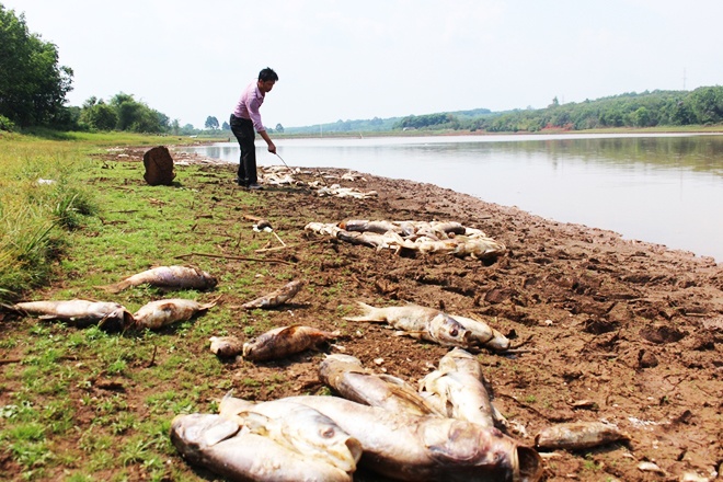 Gần 20 tấn cá chết trắng tại đập Bình Hà 1, Bình Phước
