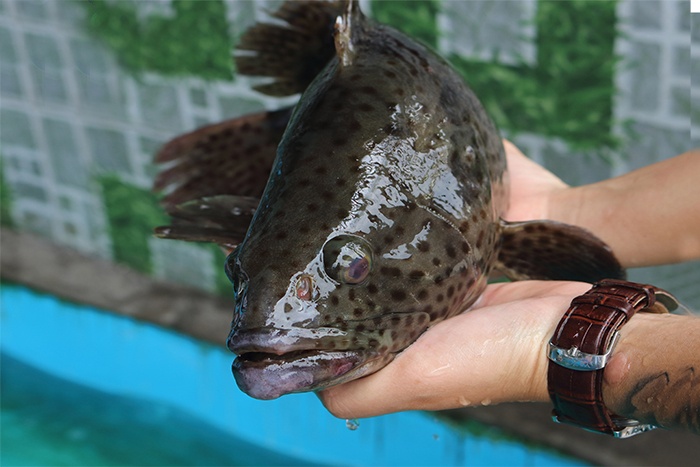 Bột sâu kích thích tăng trưởng trên cá Mú