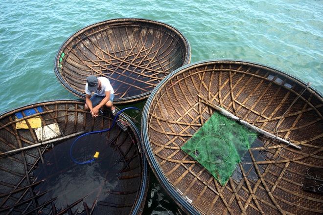 Quảng Nam câu mực thu hơn 5 tỷ đồng một chuyến