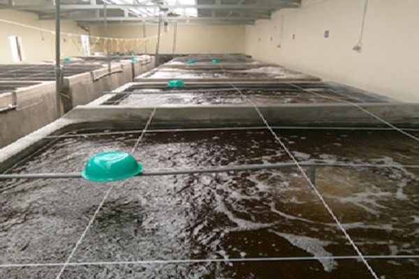 Giám sát dịch bệnh trên tôm và cá tra phục vụ xuất khẩu năm 2017