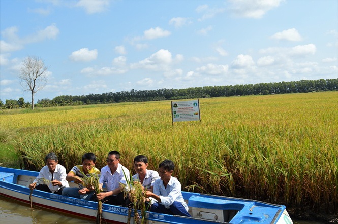 Liên kết sản xuất, tiêu thụ lúa - tôm hữu cơ