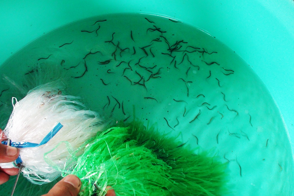 Lạ mà hay: Mô hình nuôi lươn sạch lợi nhuận 70 triệu/90 mét vuông