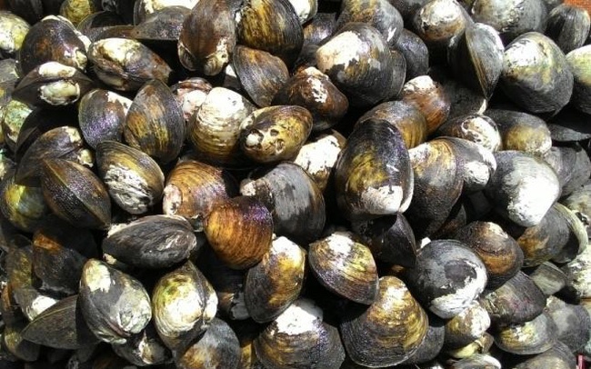 Nuôi vọp ở Trà Vinh lợi nhuận 600 triệu đồng/ha