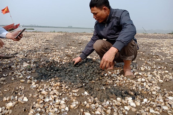 Thanh Hóa: Gần 100 tấn ngao nuôi chết trắng đồng