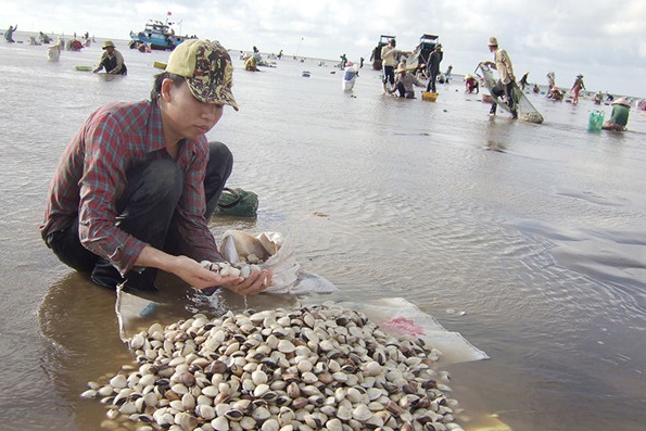 Nghêu chết bất thường, thiệt hại hàng tỉ đồng