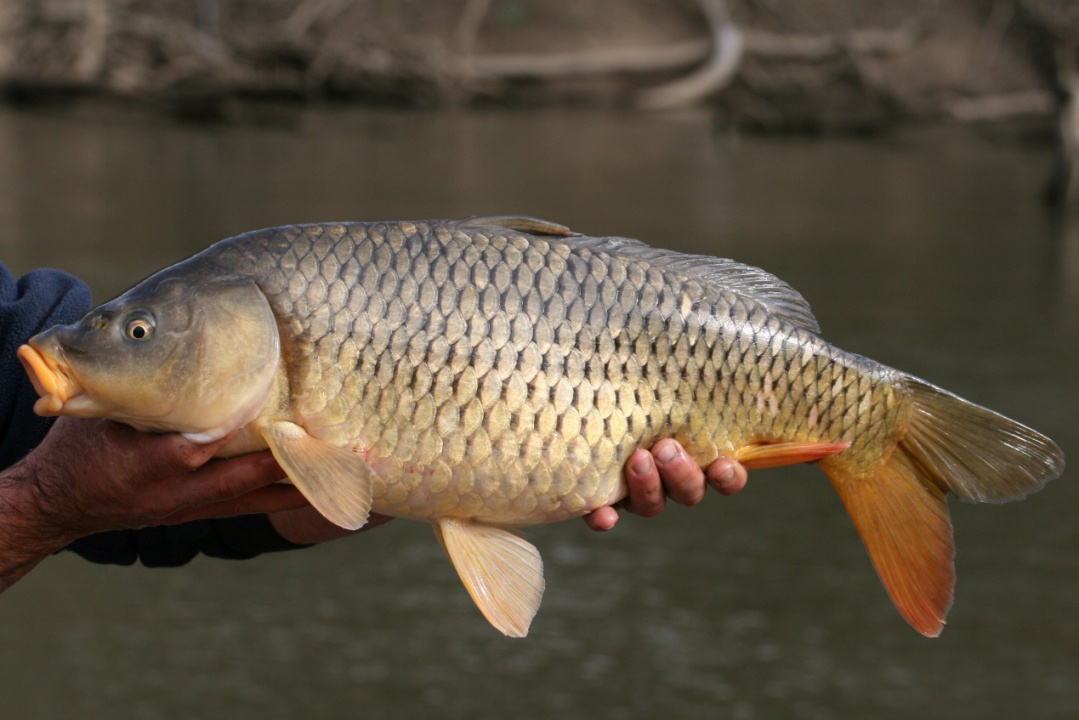 Vai trò của Xylooligosaccharides trong nuôi trồng thủy sản