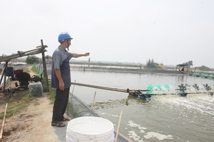Lão nông điển hình làm giàu từ con tôm