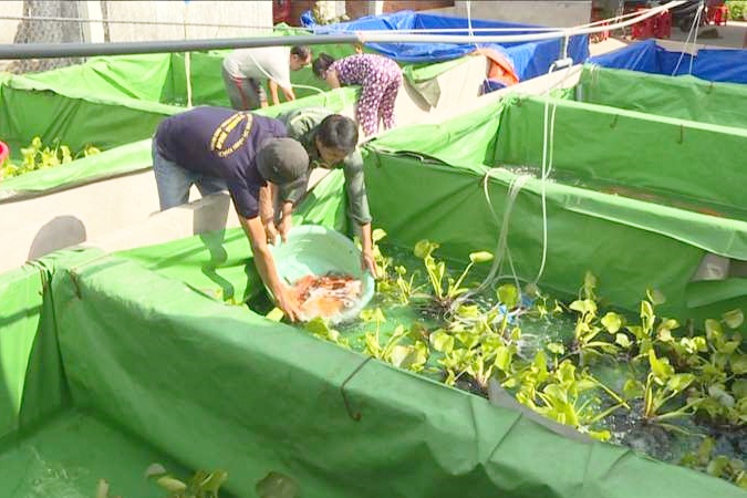 Xuất khẩu triệu đô từ cá cảnh