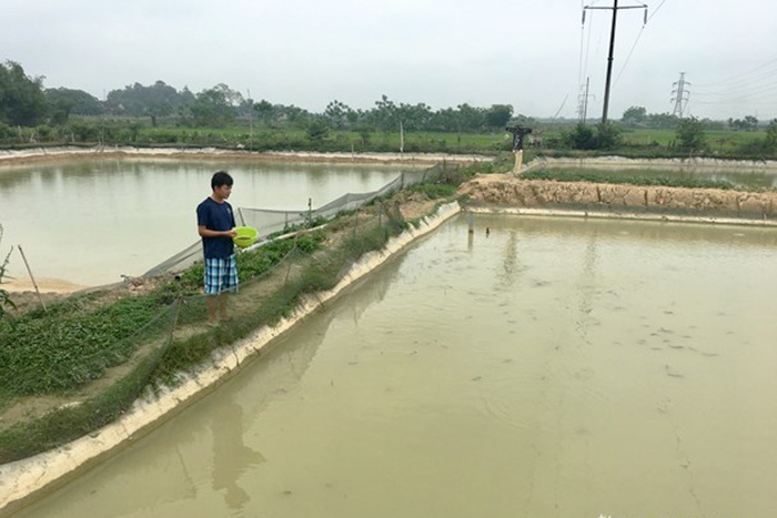 Thanh niên bỏ việc ngân hàng về quê nuôi chạch quế