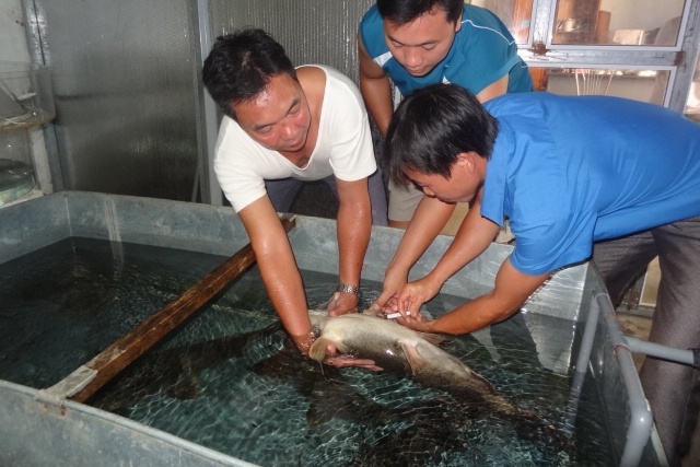 Tuyên Quang: Sản xuất cá chiên giống quy mô lớn