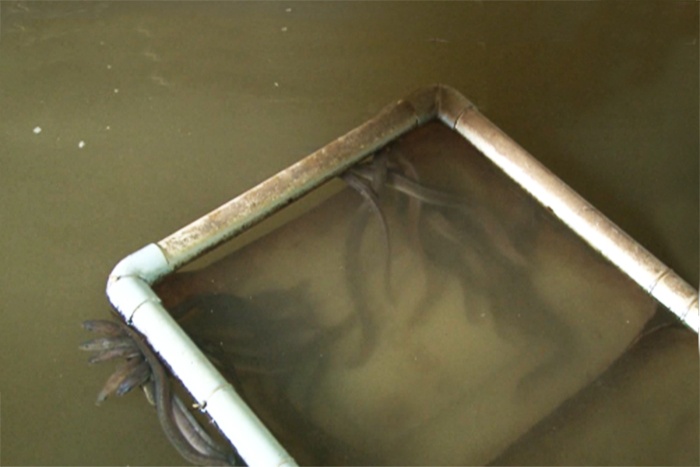 Gia Lai: Hướng đi triển vọng từ nuôi cá chình bông