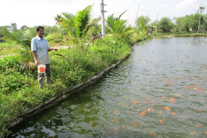 Nông dân làm giàu: Đổi đời nhờ nuôi cá nước ngọt
