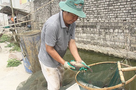 Thanh Hóa: Nuôi cá rô đầu vuông đem lại hiệu quả cao