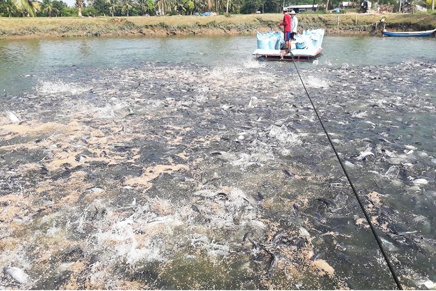 Không cấp phép ao nuôi không đảm bảo về xử lý môi trường