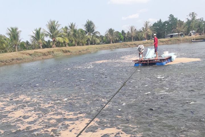 Cá tra vào Mỹ cầm chắc thua lỗ