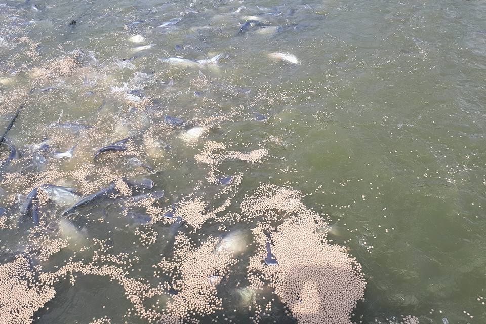 Bao tiêu cho cá tra đạt tiêu chuẩn xuất khẩu sang Mỹ