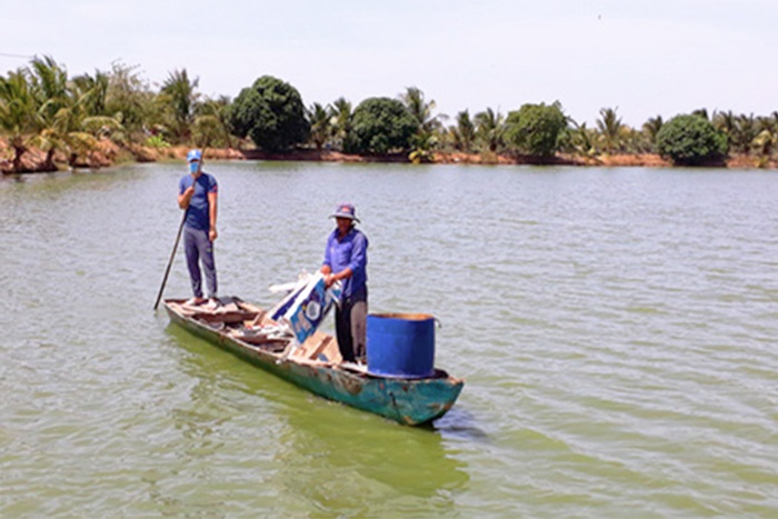 Long An có 800 ha ao nuôi cá tự phát trên đất lúa.