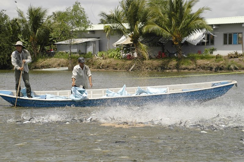 Tiêu chuẩn xuất khẩu cá tra sang Trung Quốc ngày càng khắt khe