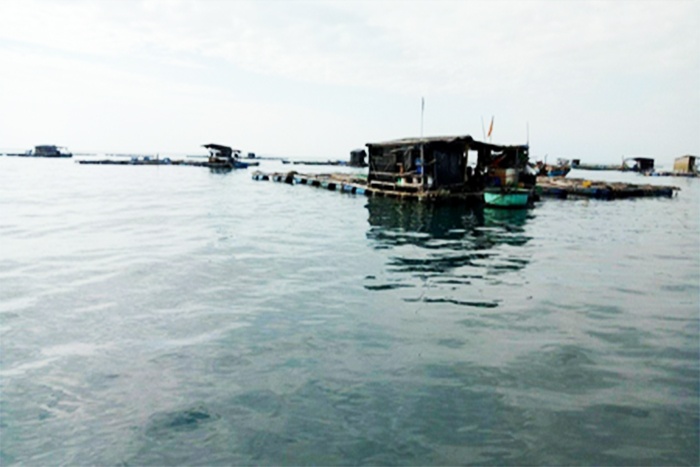 Gian nan nghề nuôi cá lồng bè tại Vĩnh Tân – Tuy Phong