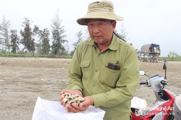 Nuôi xoay vòng ngao xuất khẩu thu lãi 300 - 500 triệu đồng/hộ/năm