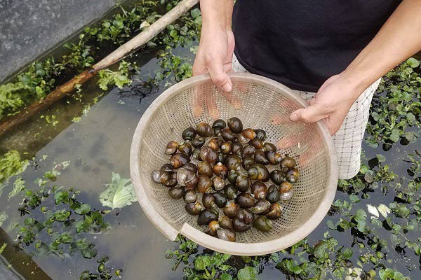 Mô hình nuôi ốc nhồi có thu nhập cao ở xã Mỹ Bằng Yên Sơn