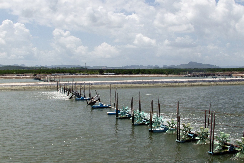 Bạc Liêu: Chủ động phòng chống dịch bệnh trên tôm