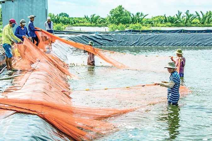 Cái Nước siết chặt quản lý nuôi tôm siêu thâm canh.