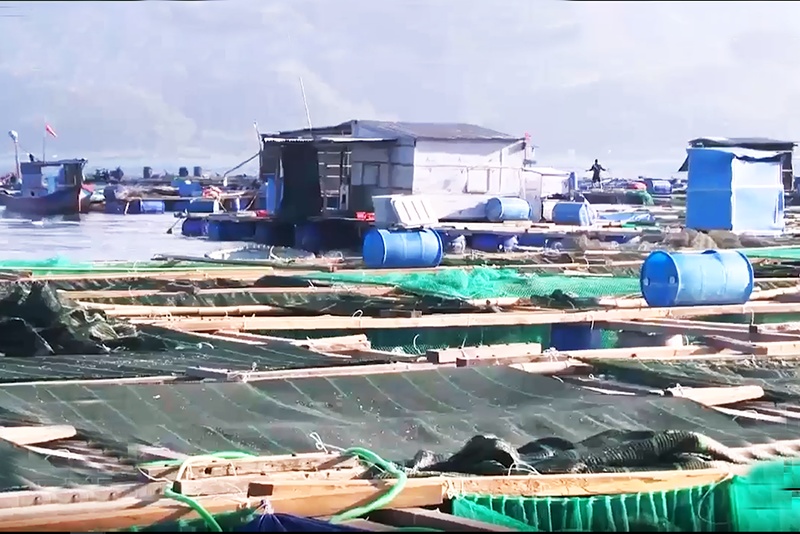 Bất ổn nghề nuôi tôm hùm trên biển Khánh Hòa