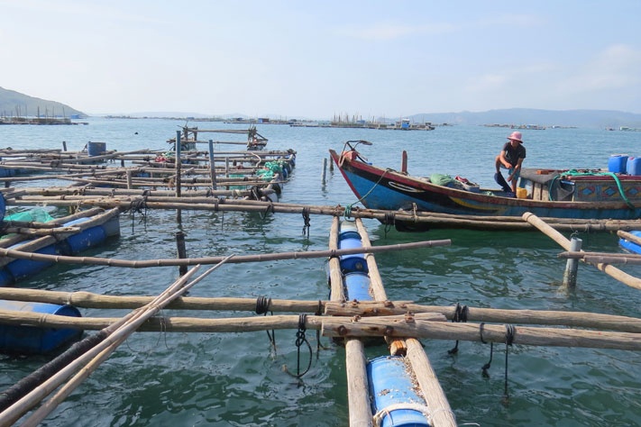 Nuôi tôm hùm ở Sông Cầu cần có giải pháp bền vững