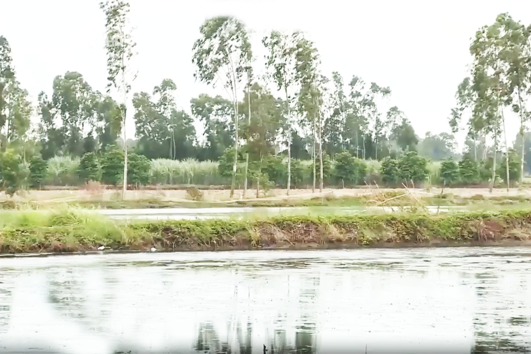 Hiệu quả cao với luân canh hai vụ lúa - tôm thích ứng hạn mặn