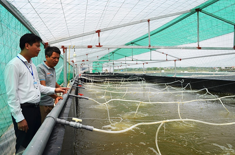 TX Quảng Yên: Đưa thủy sản trở thành ngành kinh tế mũi nhọn