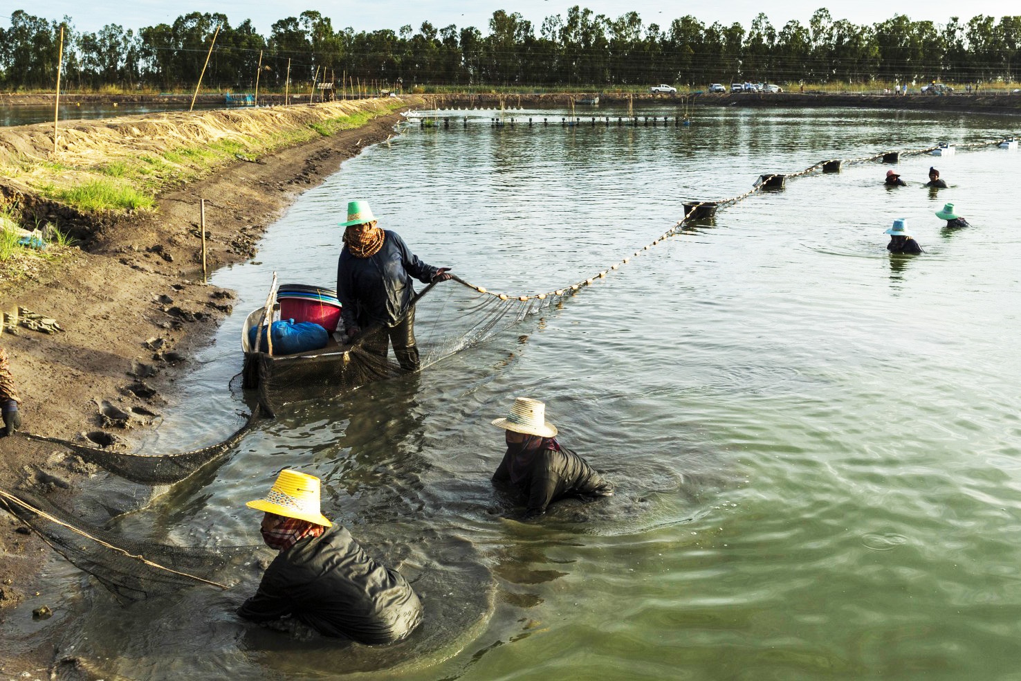 Câu chuyện nuôi tôm thành công ở Thái Lan